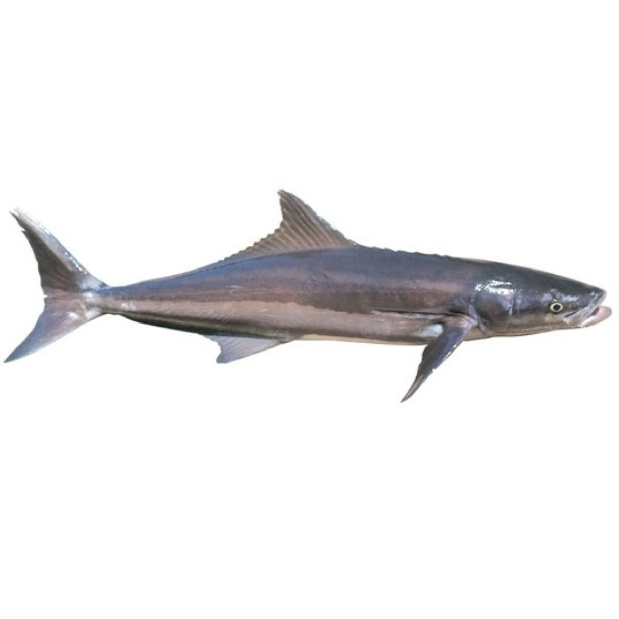 Cobia